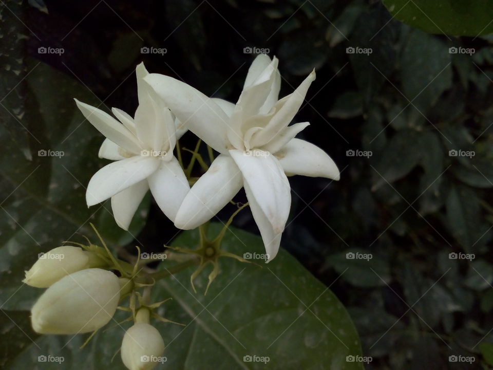 Beautiful Whote Jasmine Flower