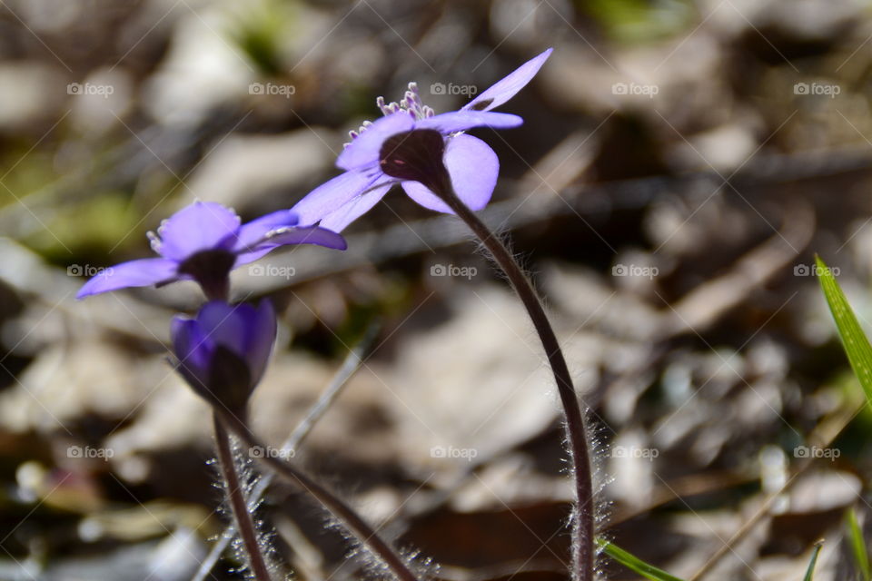 Hepatica. From Behind with Sunbeams through 