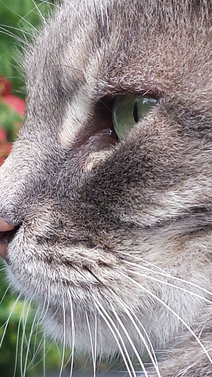 cat close up