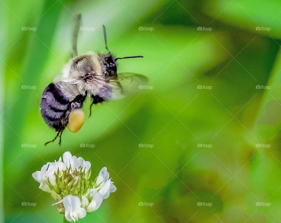 Bumblebee with Pollen Sacs
