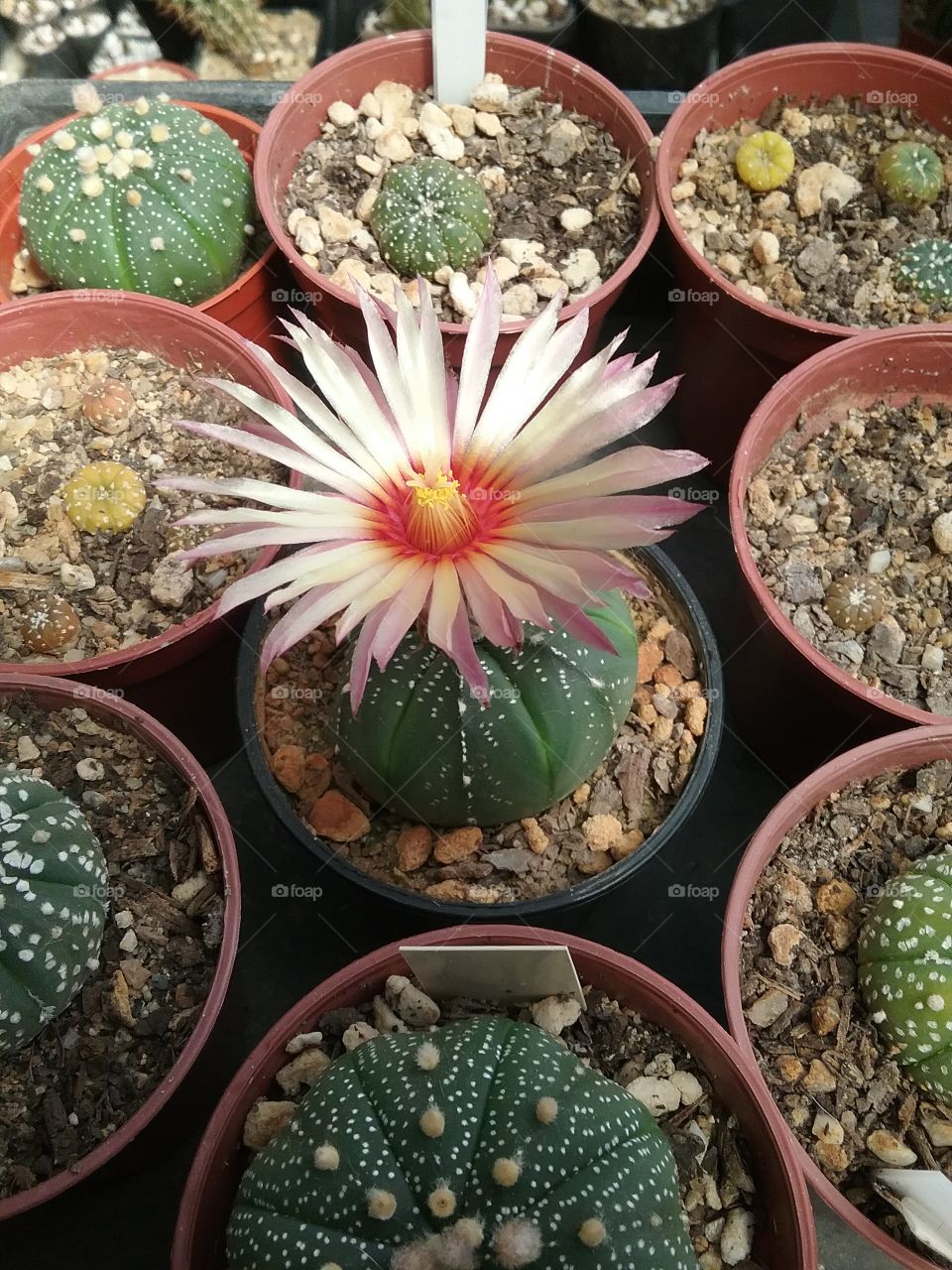 Astrophytum asterias cv. super kabuto mix red flower!
