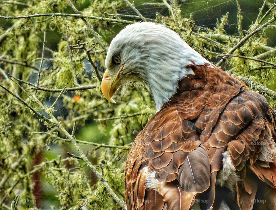 American Bald Eagle