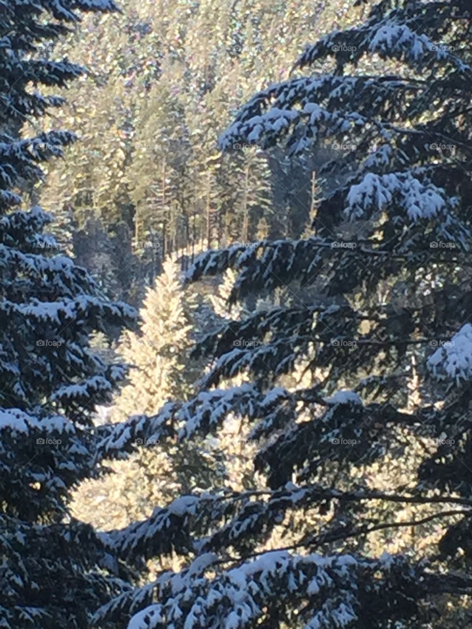 Frost covered evergreens in the sunlight 
