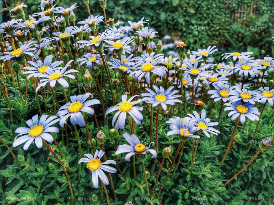 let the flowers blossom!