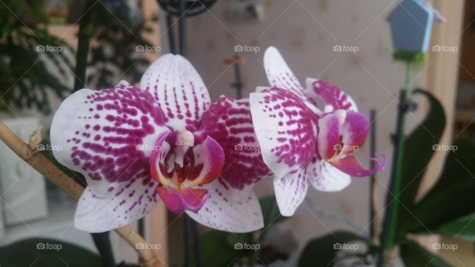 Orchids passion 3