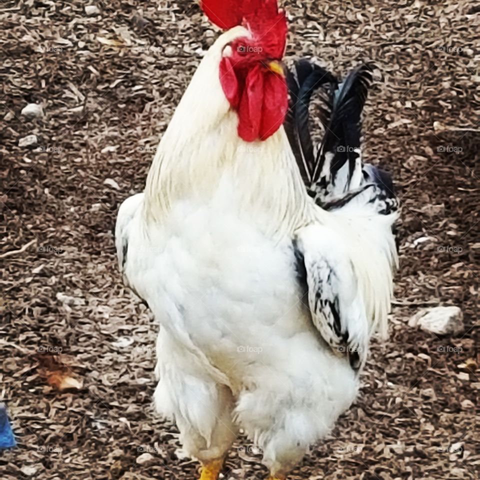one big cock on the farm