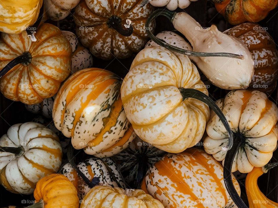 тыква, овощ, осень, урожай, трава