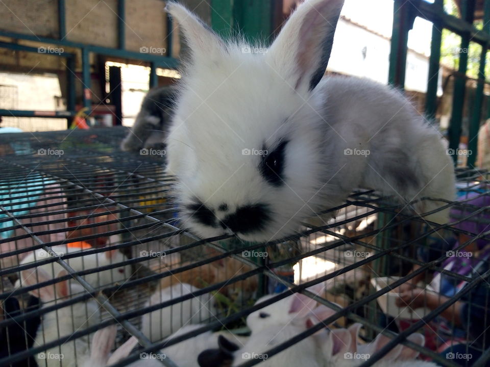 kelinci yang sudah bebas dari rumah nya sudah di beli
