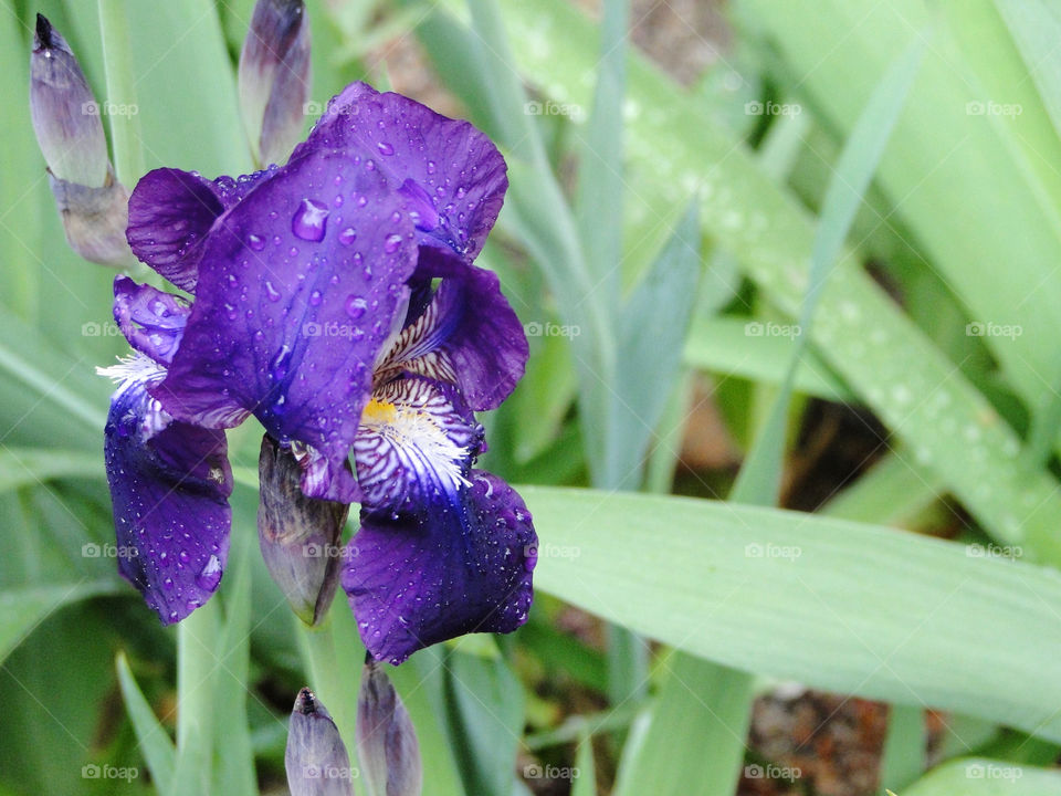 Blue iris flower with raindrops 