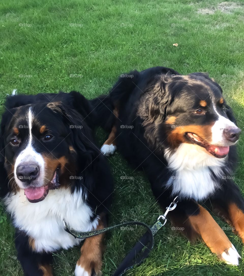 Bernese Mountain dogs chilling on the lawn
