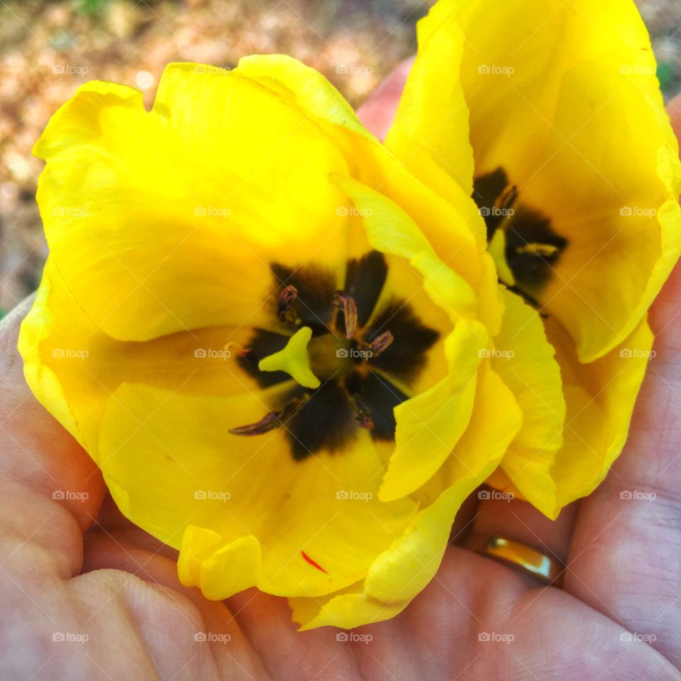 Gold and Tulips