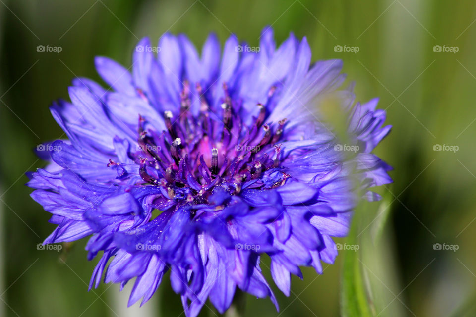 Cornflower, field flower, meadow flower, flower