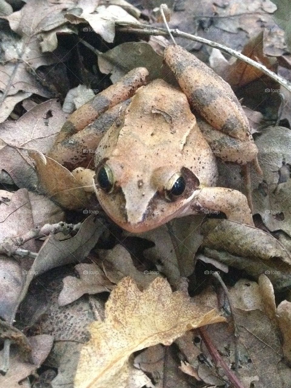 Forests frog