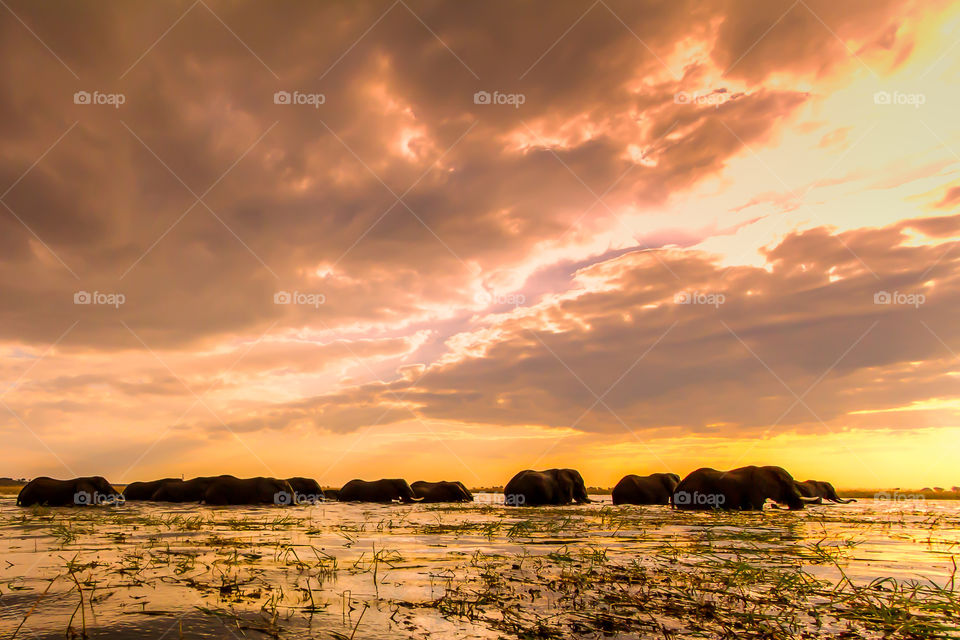 Herd of elephants crossing a river at Sunset at Chobe river in Botswana, Africa. Golden and pink clouds with light on the river.