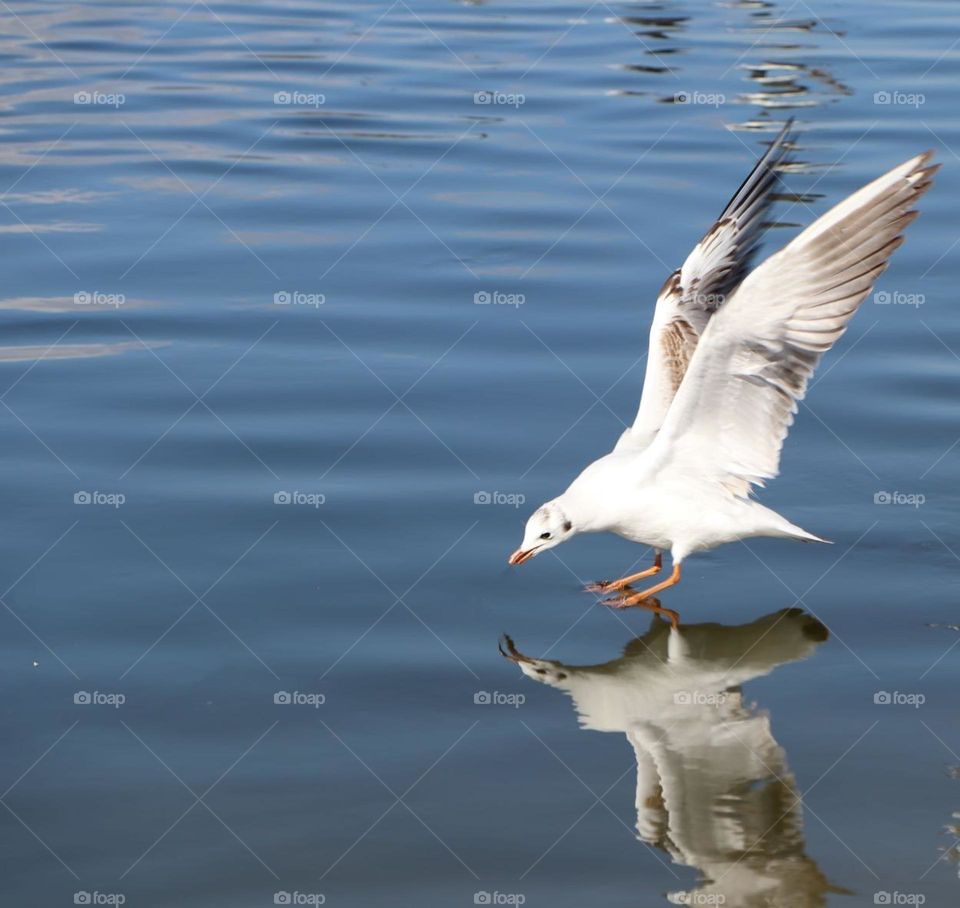 seagull