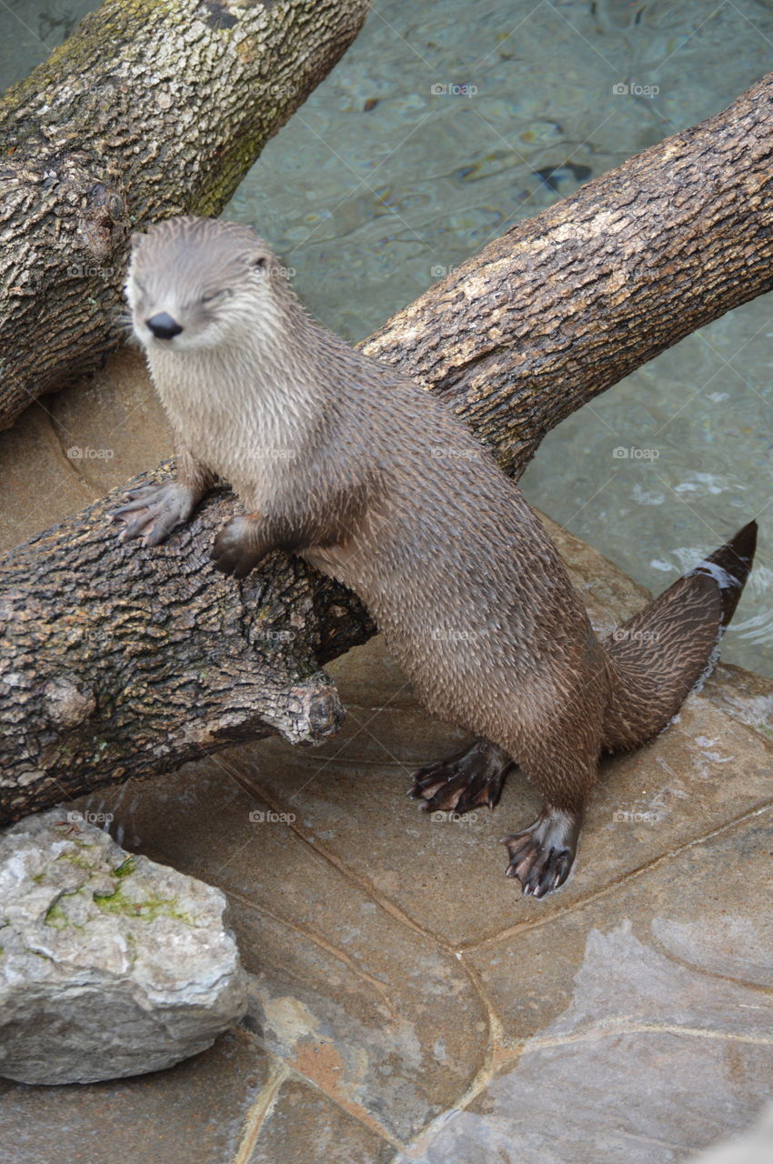 otter posing