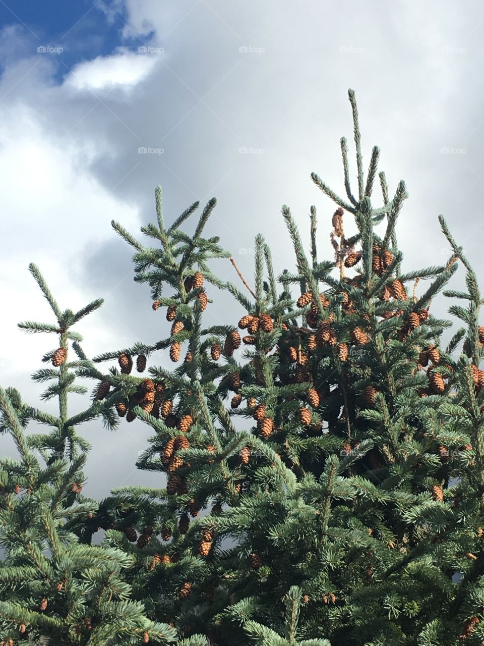 Pine cones in bloom