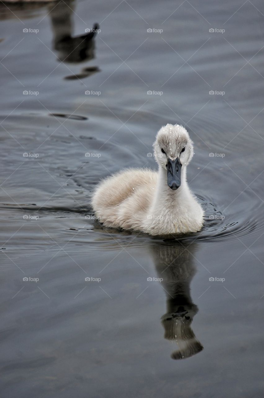 The ugly duckling