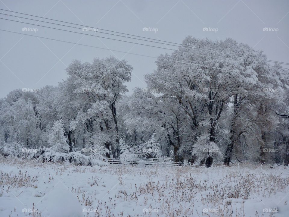 Snow Laden Tree