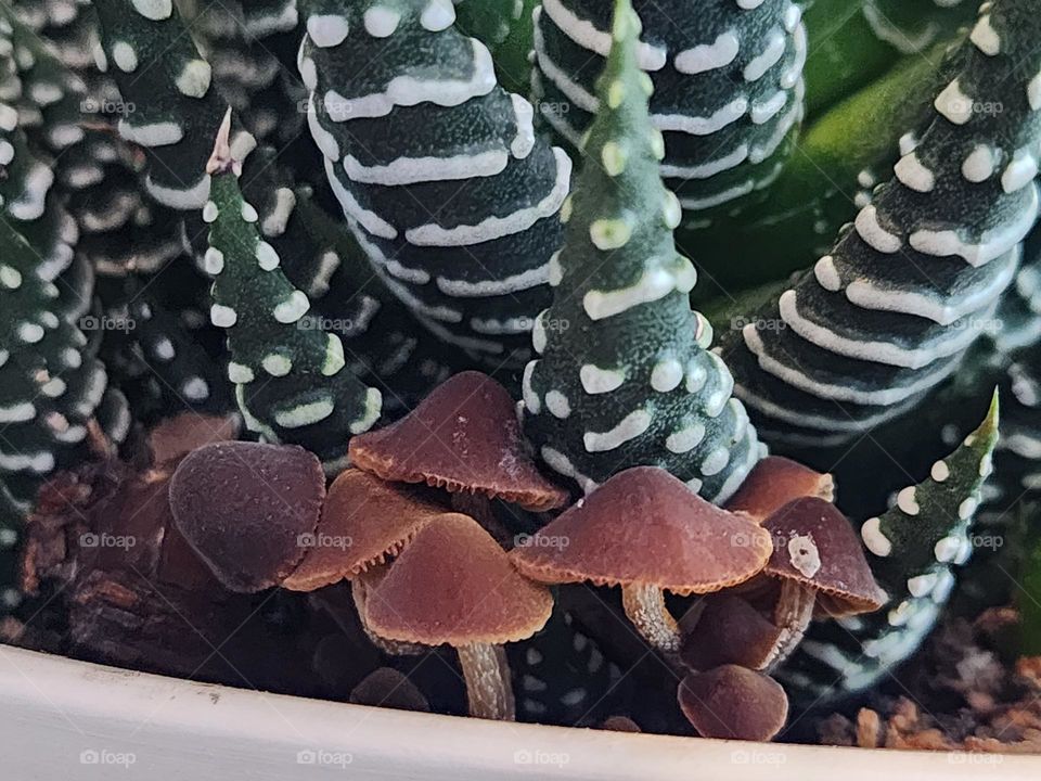mushrooms in my plant