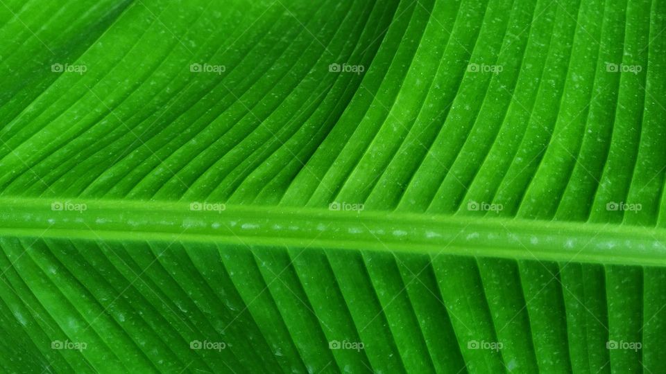 large leaf