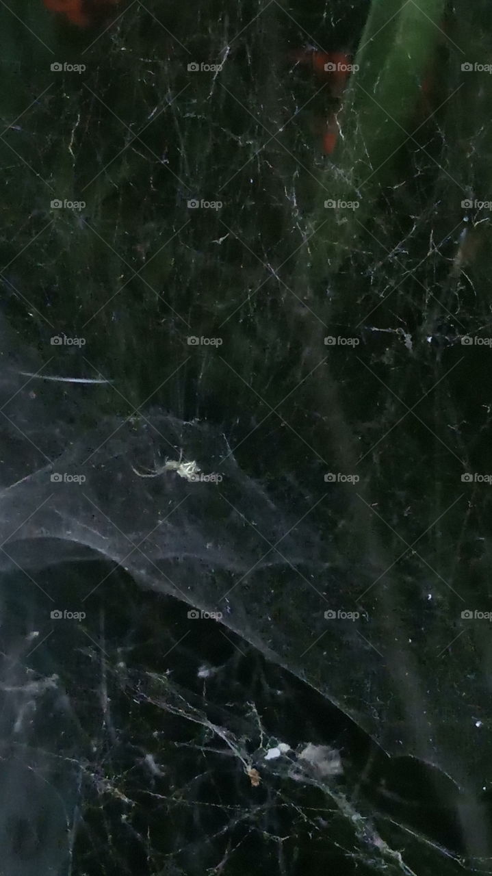 This click is very night click in spider house