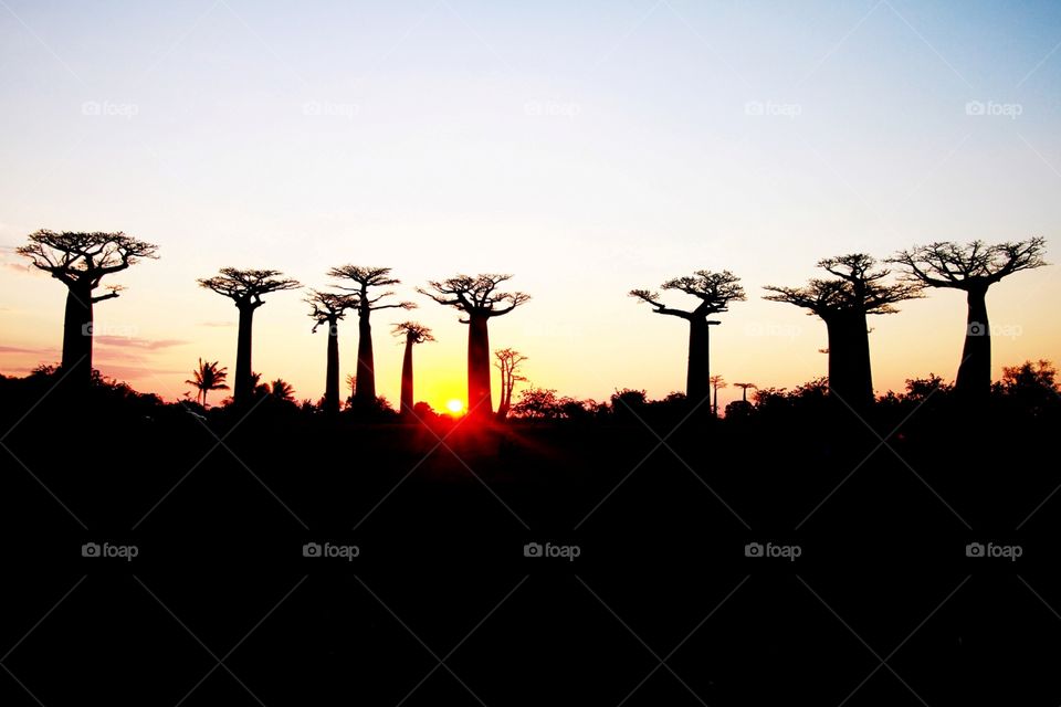 Baobabs at sunset
