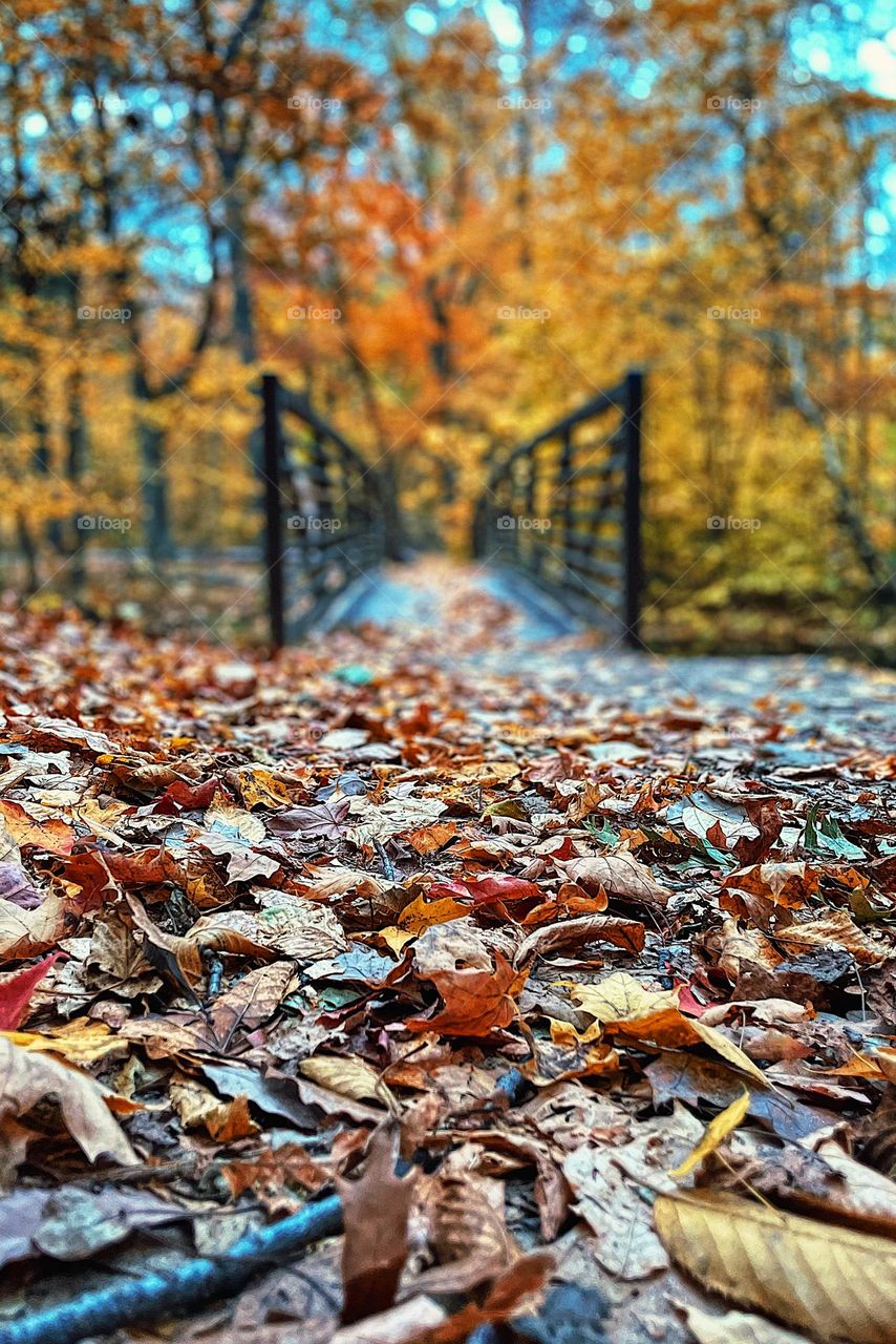 Fall leaves on a bridge crossing, crossing a bridge in the forest, fall is best, colors of fall, season of color