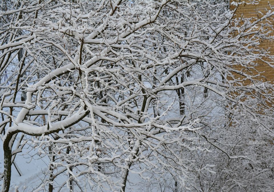 Frost, Winter, Desktop, Nature, Tree