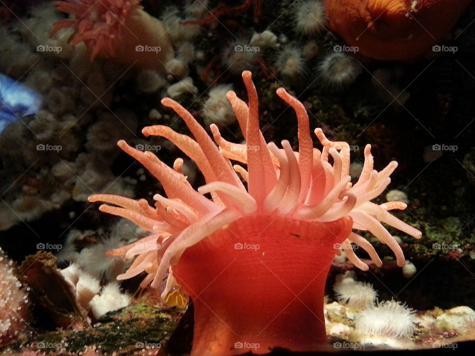orange anenome
