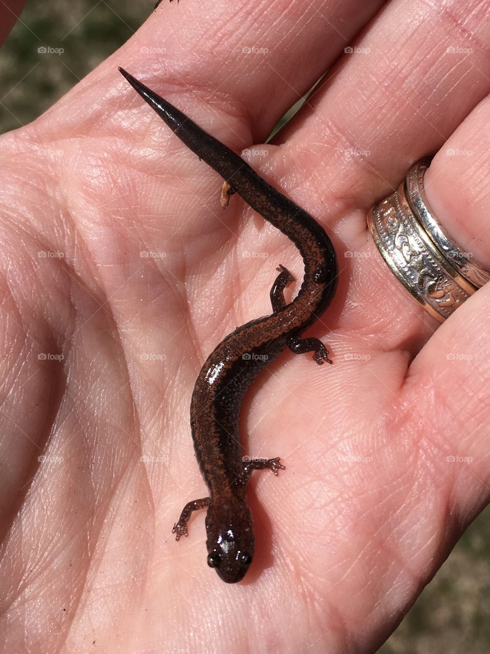Salamander - Spring is here! 