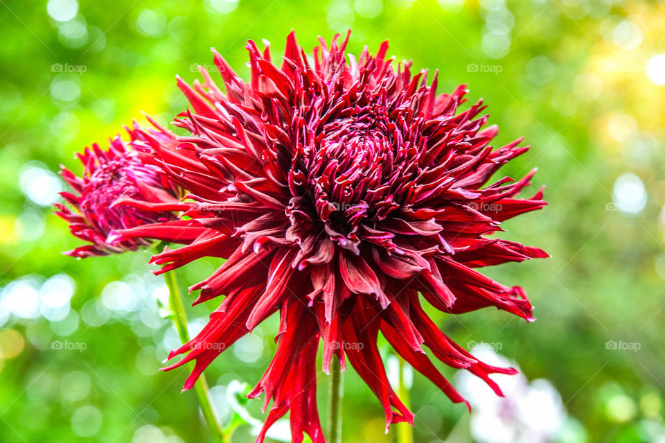 Red flower blooming on plant