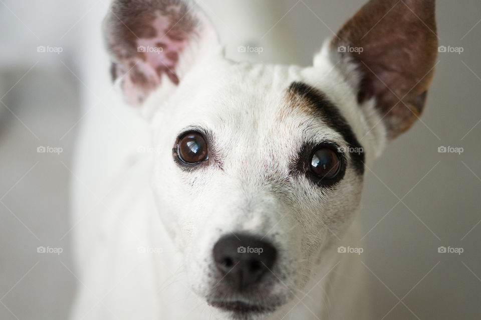 Jack Russell Terrier breed dog looking with beautiful eyes