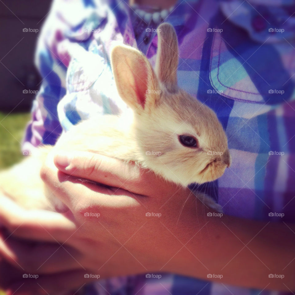 cute rabbit bunny ears by comstock