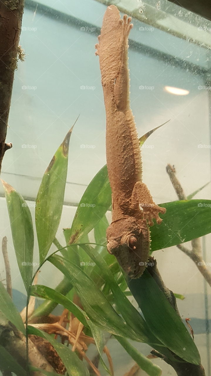 sticky lizard