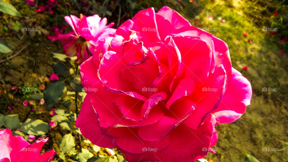 Beautiful Red Rose With Natural Background