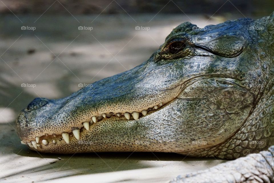 Profile of an American Alligator