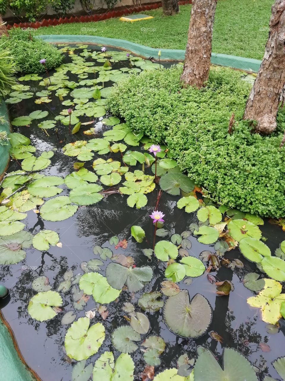 water lily pond at the hotel