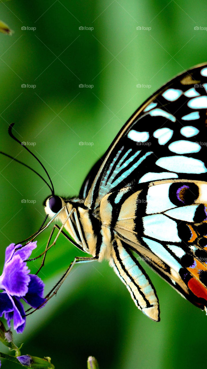 Hi butterfly