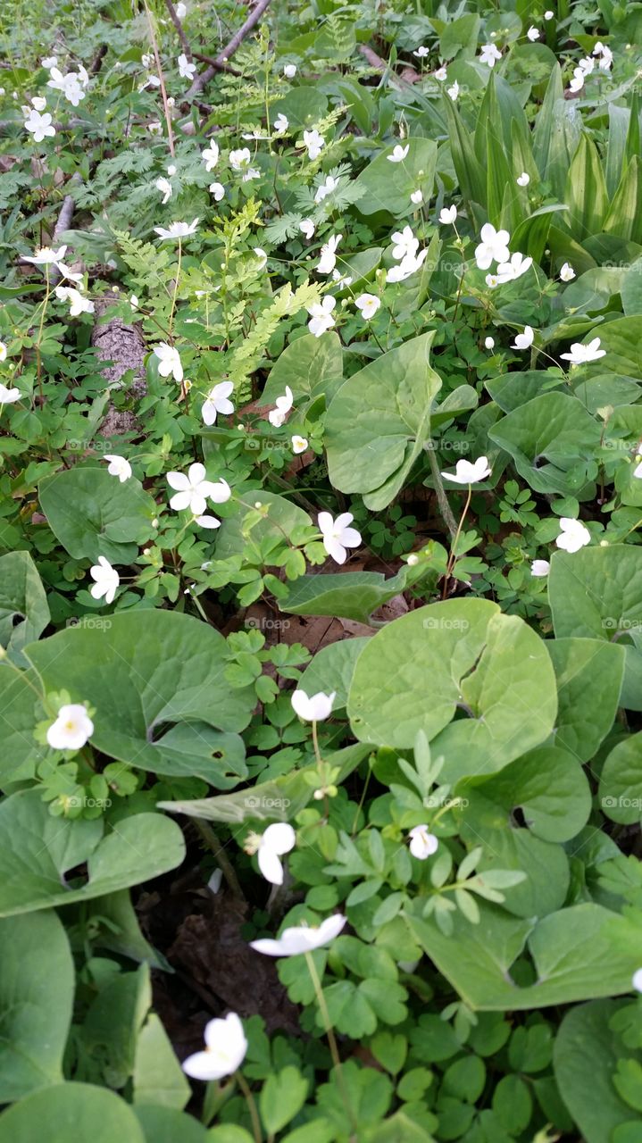 white flowers on green leaves