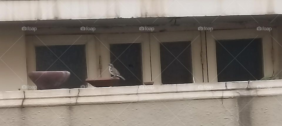 I am not hungry but a little bit thirsty as all my friends fly away I will also fly now.