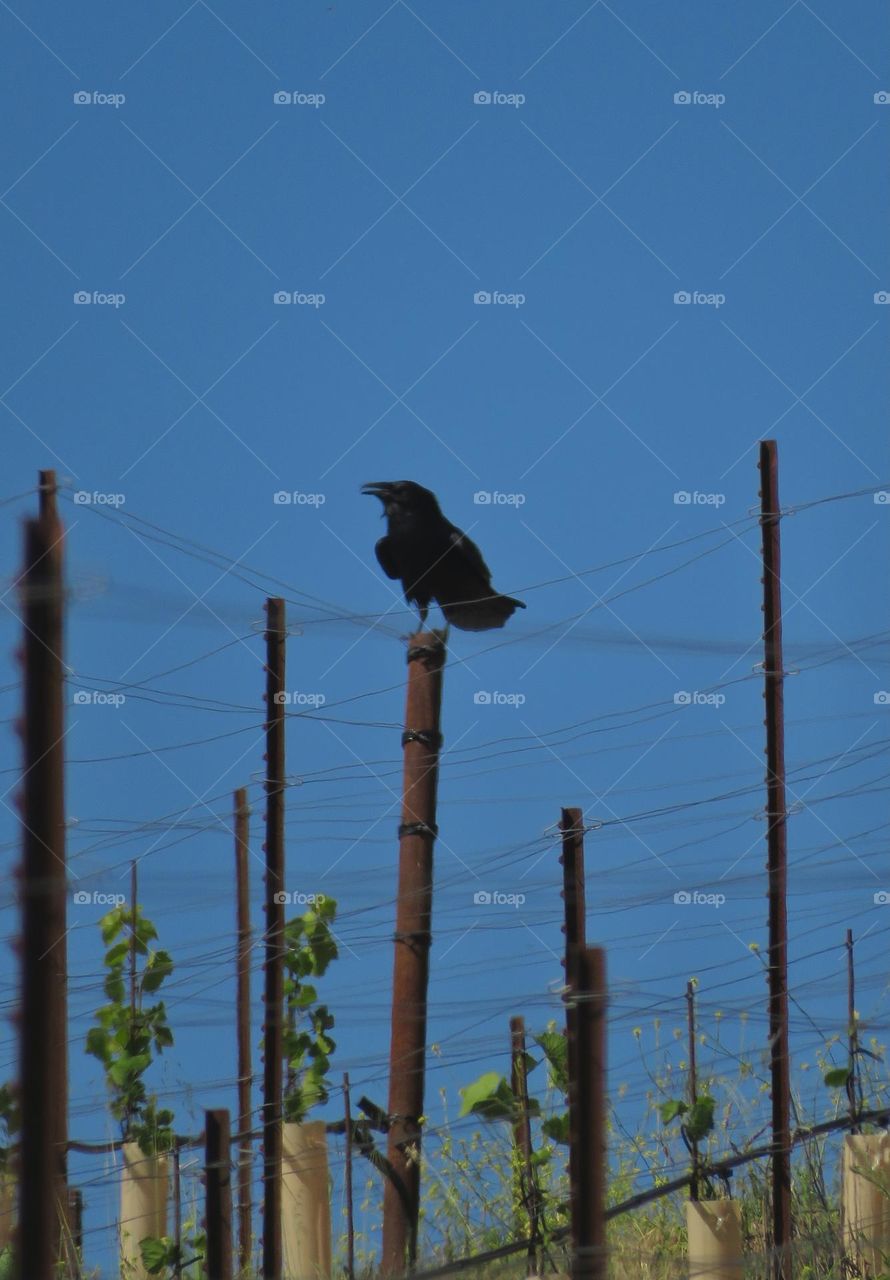 A Raven Perched on Vineyard Posts