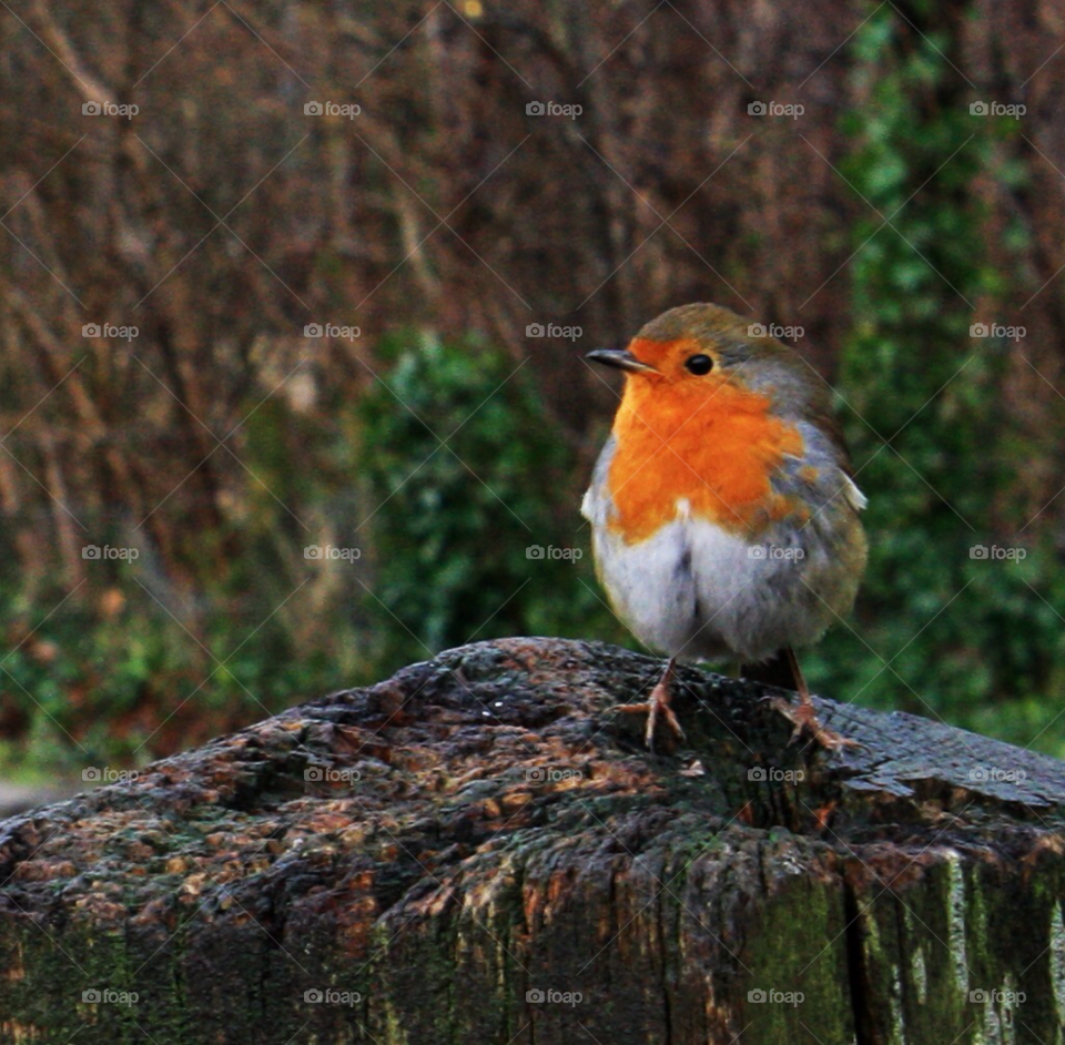 green nature red white by mojo26