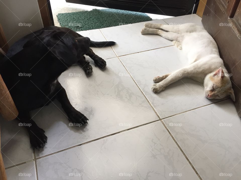 A dog and a cat together