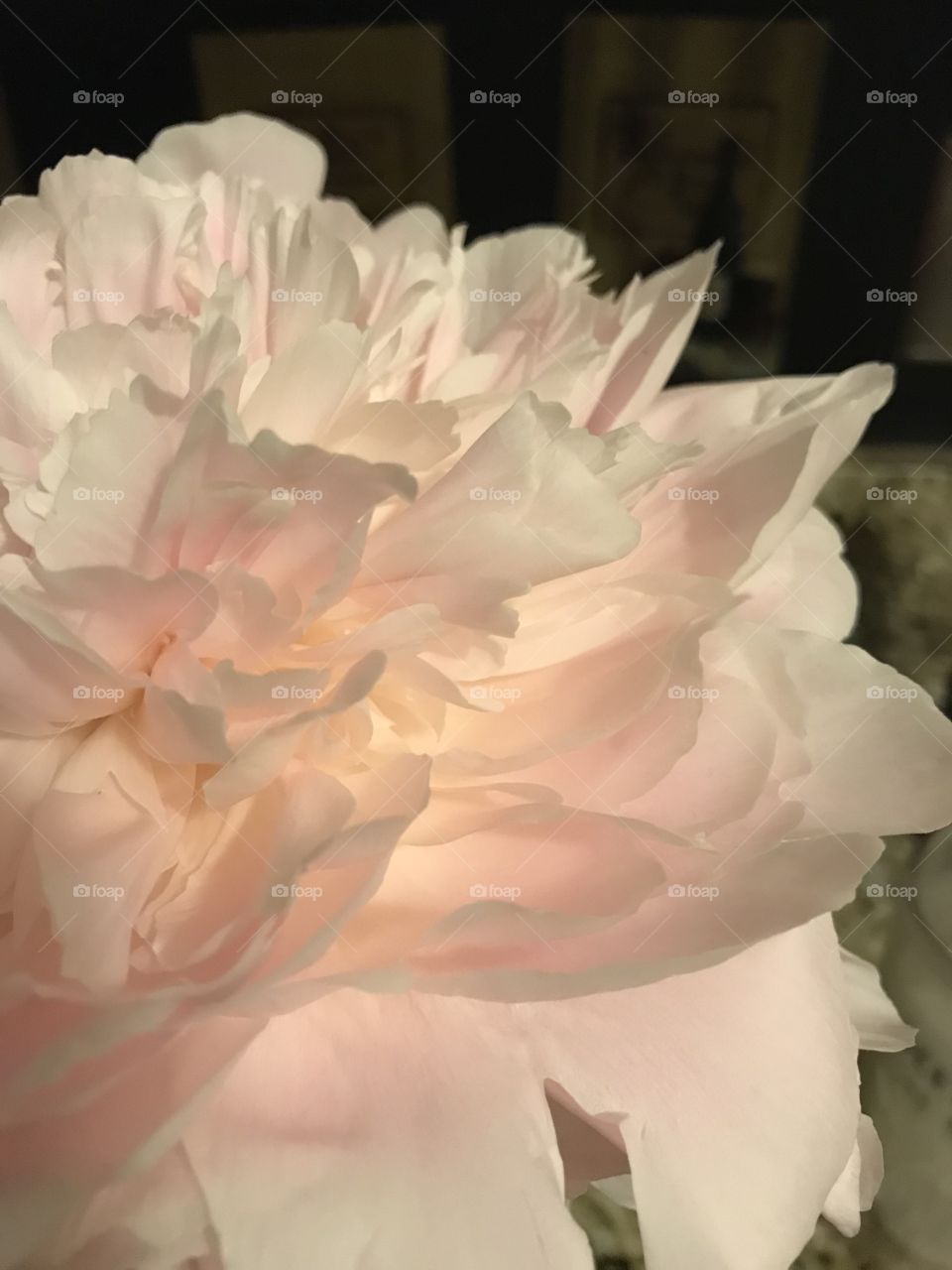 Peony