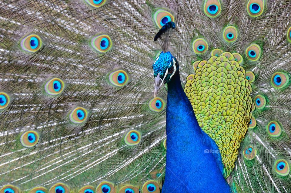 Peacock. Peacock 