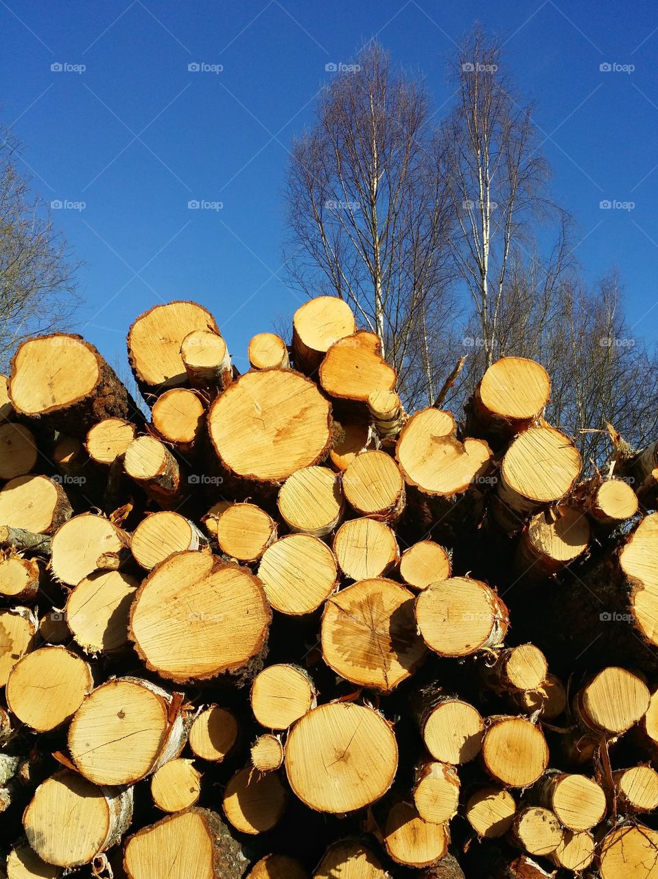 Pile of tree logs