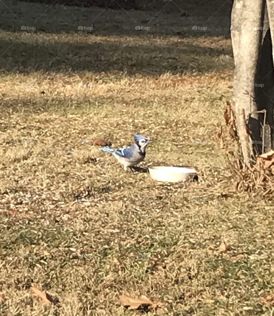 Blue Jay