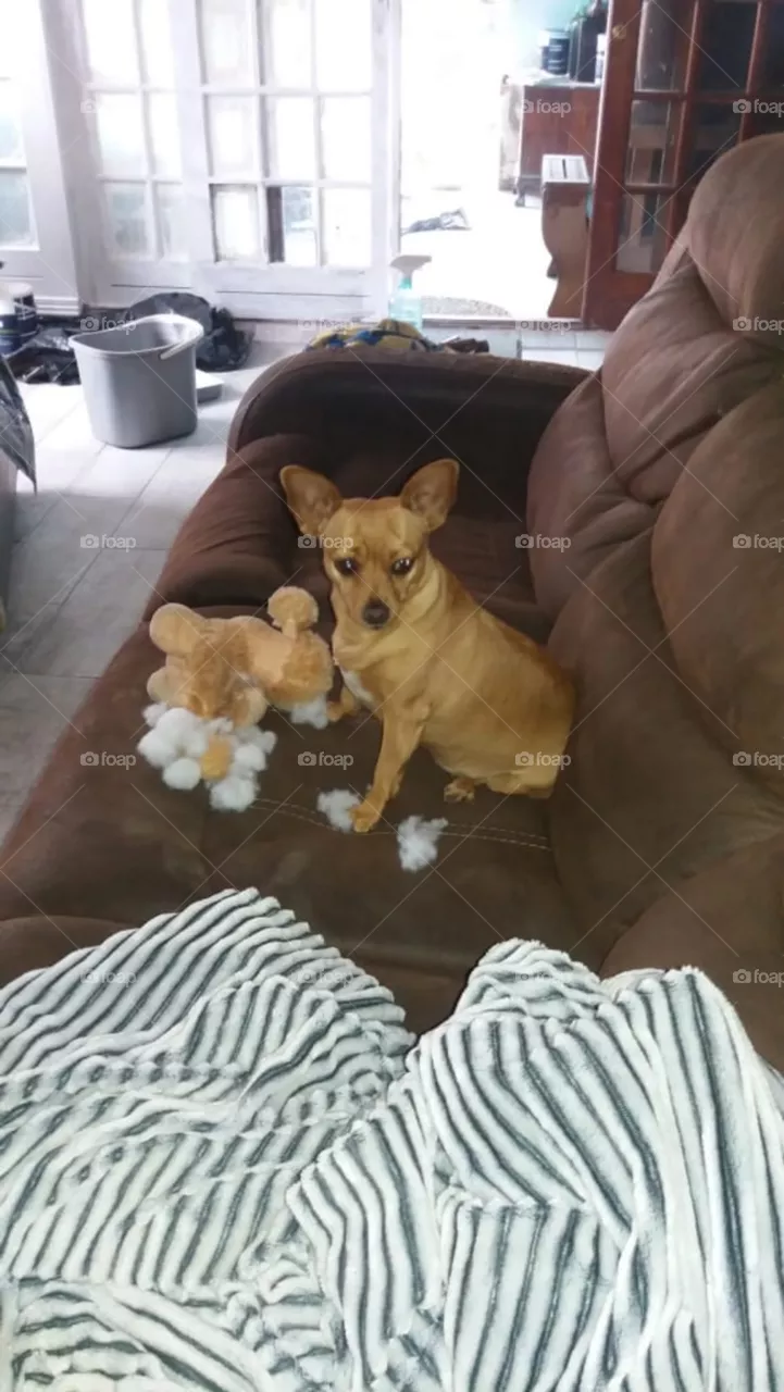 noughty dog