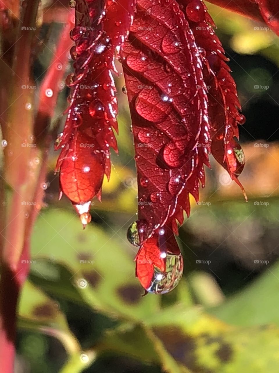 Red leaves and drops of water 